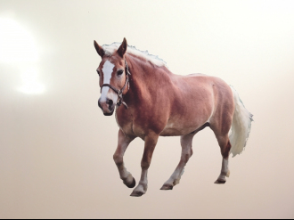 Barevná vinylová samolepka na zeď - Kůň